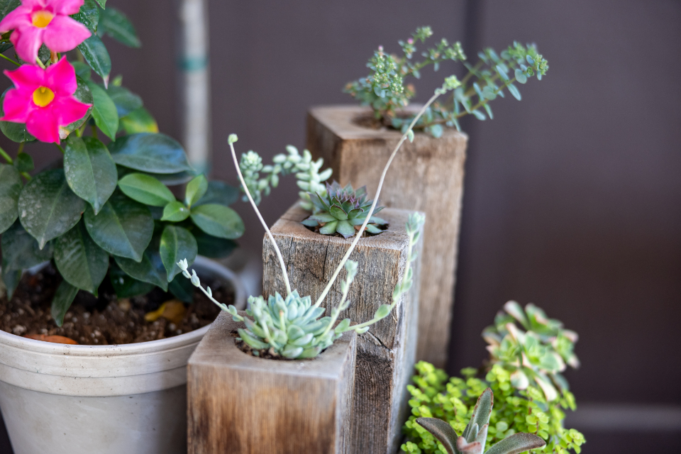 Potted plants and succulents in soft daylight